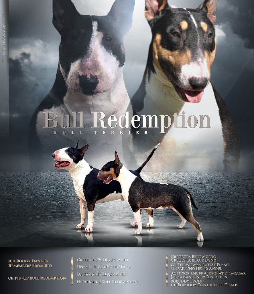 chiot Bull Terrier Bull Redemption