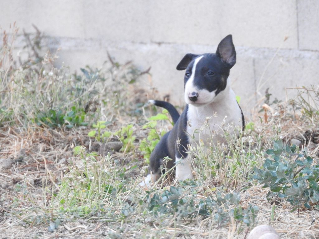Bull Redemption - Chiot disponible  - Bull Terrier