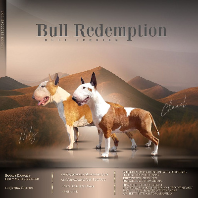 Bull Redemption - Bull Terrier - Portée née le 31/07/2022