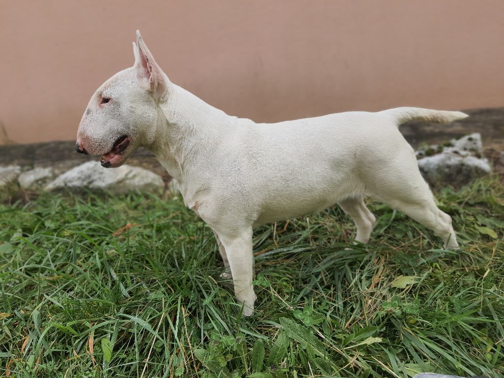 Bella Bull Redemption
