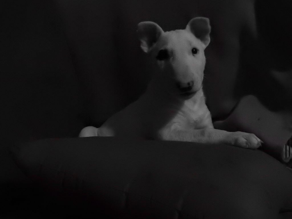 Bull Redemption - Bull Terrier - Portée née le 10/11/2017