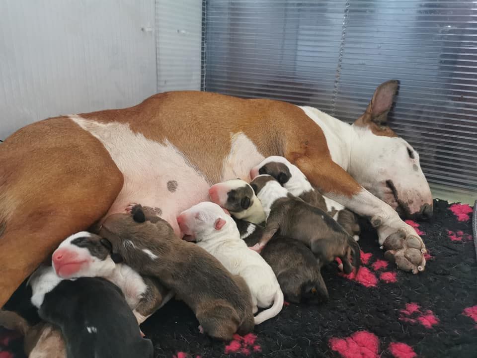 Bull Redemption - Bull Terrier - Portée née le 11/09/2020