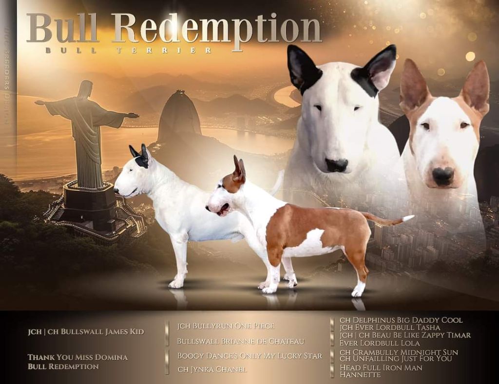 Chiot Bull Terrier Bull Redemption
