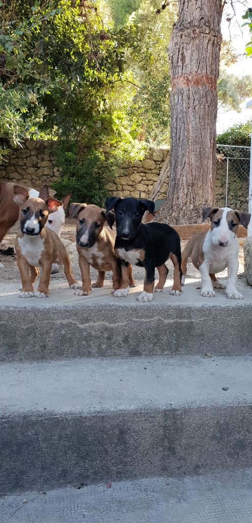 Bull Redemption - Bull Terrier - Portée née le 07/07/2018